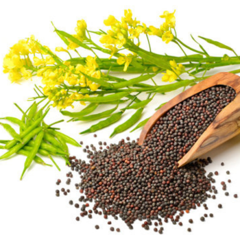 Black Mustard Seeds