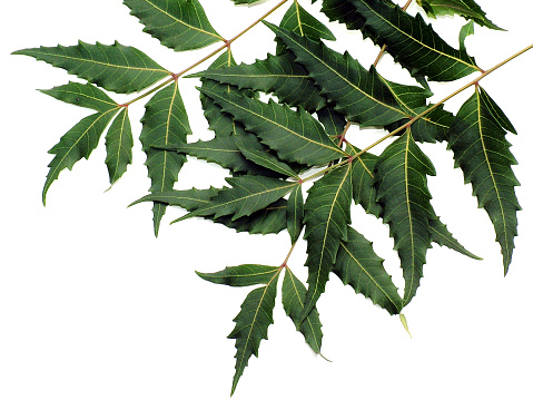 Neem Leaves