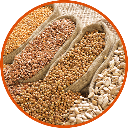 Natural Oil Seeds Exporter
