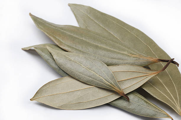 Bay Leaf