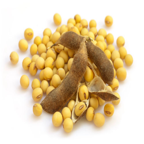 Soyabean Seeds
