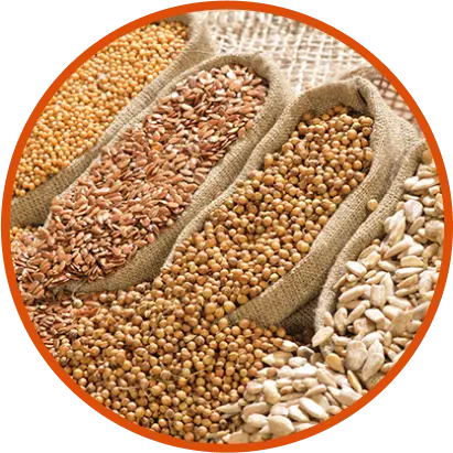 Natural Oil Seeds Exporter