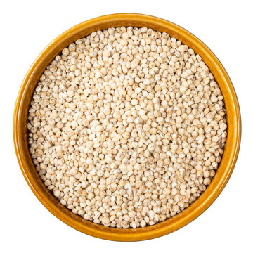 Sorghum