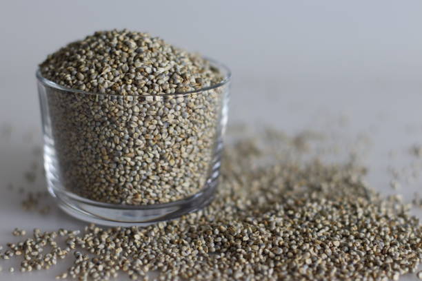 Pearl Millet