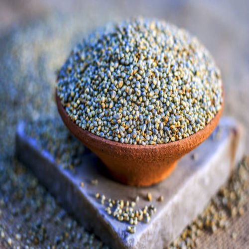Pearl Millet