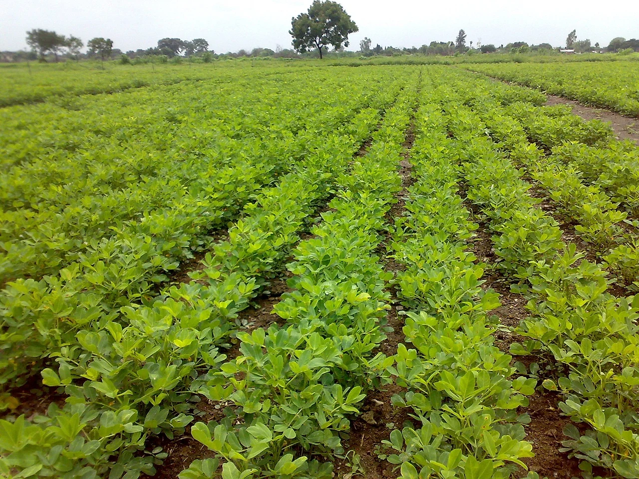 peanut crop