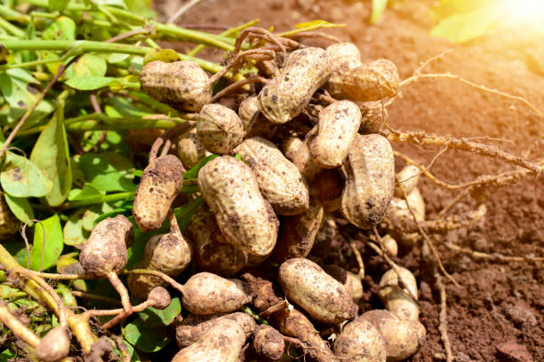 Peanuts Blog